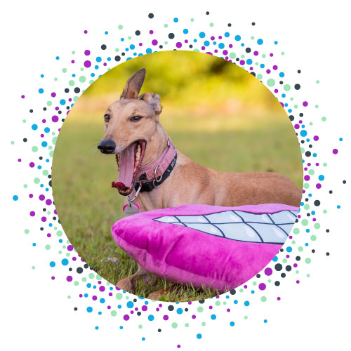 Mia, the therapy dog of Bitty Bites Pediatric Dentistry