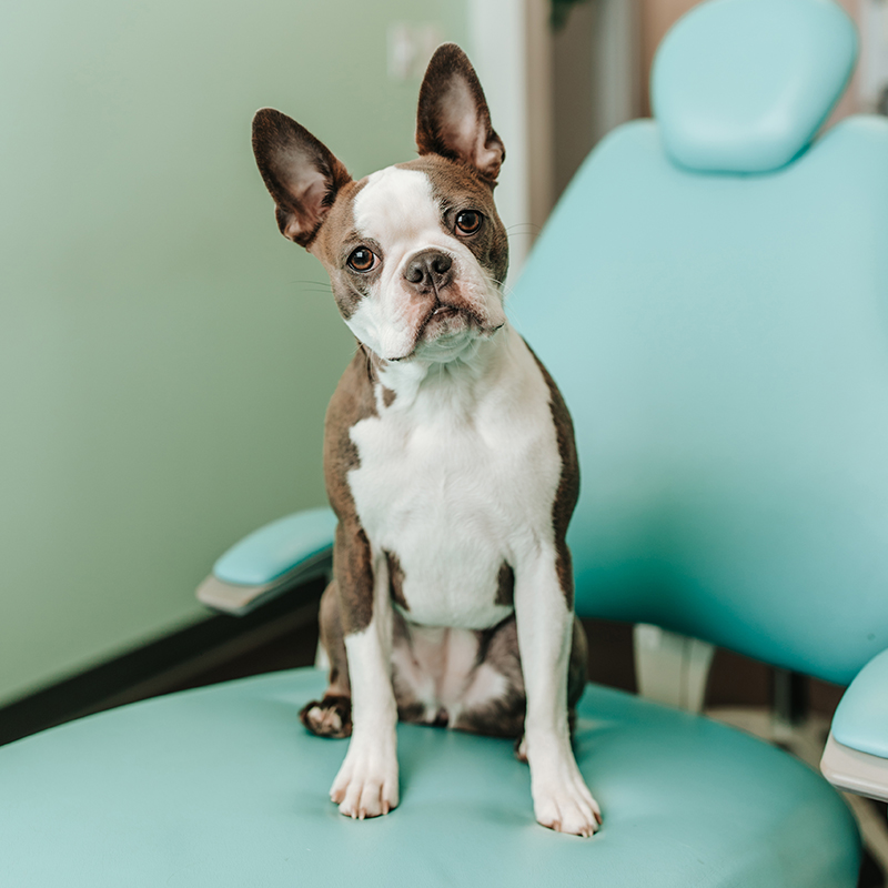 Lucy_TherapyDog